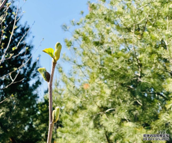 时政新闻眼丨又是一年植树时，习近平表达的这些信息不同寻常